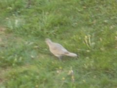 Tyrkerdue (Streptopelia decaocto)