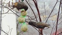 Stær (Sturnus vulgaris)