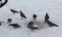 Ringdue (Columba palumbus)