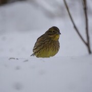 Gulspurv (Emberiza citrinella)