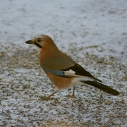 Nøtteskrike (Garrulus glandarius)