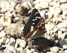 Ospesommerfugl (Limenitis populi)