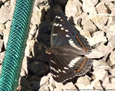 Ospesommerfugl (Limenitis populi)