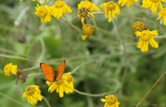 Oransjegullvinge (Lycaena virgaureae)