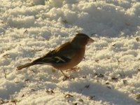 Bokfink (Fringilla coelebs)