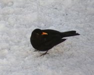 Svarttrost (Turdus merula)