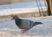 Bydue (Columba livia domestica)