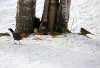 Gulspurv (Emberiza citrinella)