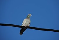 Bydue (Columba livia domestica)