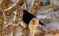 Svarttrost (Turdus merula)