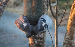 Bydue (Columba livia domestica)