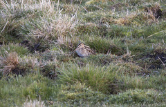 Enkeltbekkasin (Gallinago gallinago)