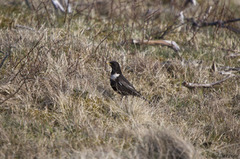 Ringtrost (Turdus torquatus)