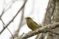 Grønnfink (Carduelis chloris)