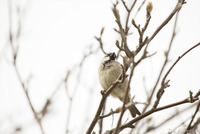 Gråspurv (Passer domesticus)