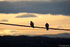 Bydue (Columba livia domestica)