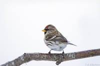 Gråsisik (Carduelis flammea)