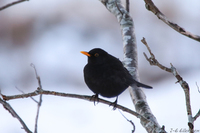 Svarttrost (Turdus merula)