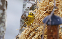 Gulspurv (Emberiza citrinella)