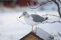 Gråmåke (Larus argentatus)