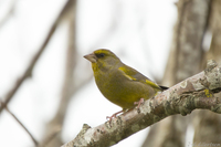 Grønnfink (Carduelis chloris)