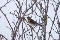 Gråtrost (Turdus pilaris)