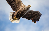 Havørn (Haliaeetus albicilla)