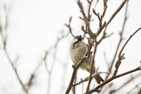 Gråspurv (Passer domesticus)