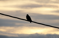 Bydue (Columba livia domestica)