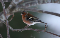 Bokfink (Fringilla coelebs)