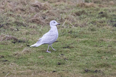 Grønlandsmåke (Larus glaucoides)