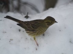 Gulspurv (Emberiza citrinella)