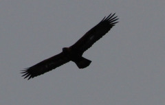 Kongeørn (Aquila chrysaetos)