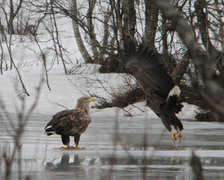 Havørn (Haliaeetus albicilla)