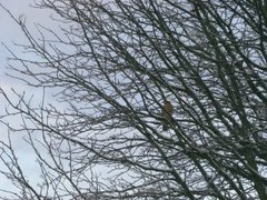 Spurvehauk (Accipiter nisus)