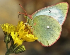 Myrgulvinge (Colias palaeno)