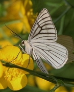 Ribbemåler (Siona lineata)