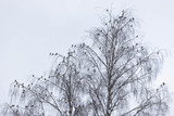 Sidensvans (Bombycilla garrulus)