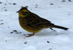 Gulspurv (Emberiza citrinella)