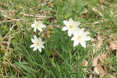 Hvitveis (Anemone nemorosa)