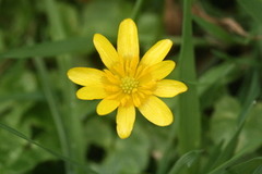 Vårkål (Ranunculus ficaria)