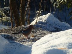 Nøtteskrike (Garrulus glandarius)