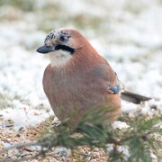 Nøtteskrike (Garrulus glandarius)