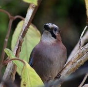 Nøtteskrike (Garrulus glandarius)