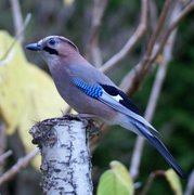 Nøtteskrike (Garrulus glandarius)