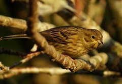 Gulspurv (Emberiza citrinella)