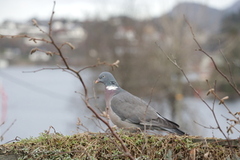 Ringdue (Columba palumbus)