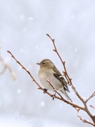 Bokfink (Fringilla coelebs)