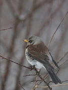 Gråtrost (Turdus pilaris)