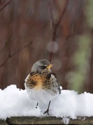 Gråtrost (Turdus pilaris)